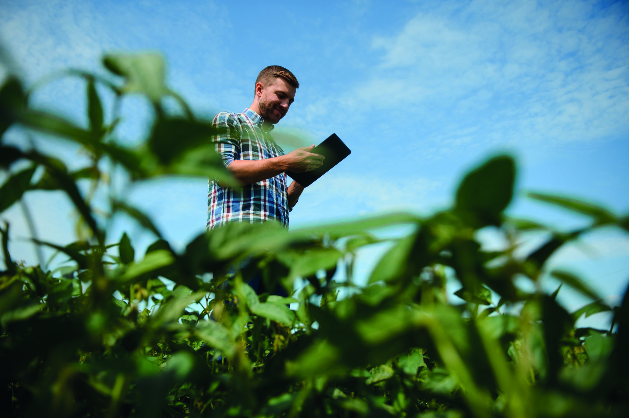Un homme tient une tablette dans un champs de soja